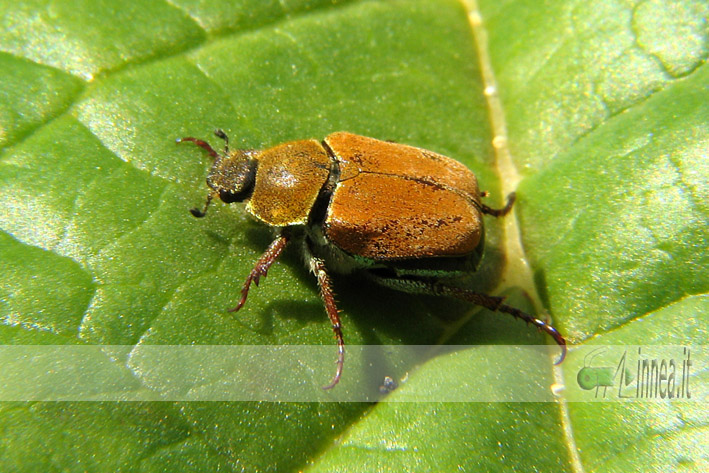Hoplia argentea del Canavese